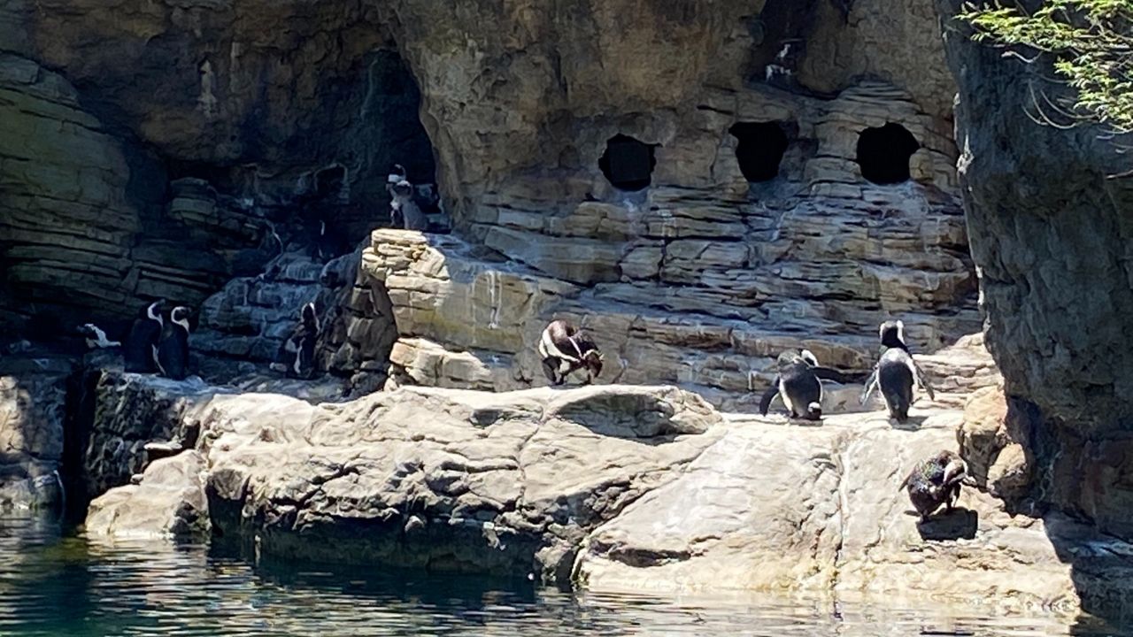 Nothing Fishy As New York Aquarium Is Fully Open Again