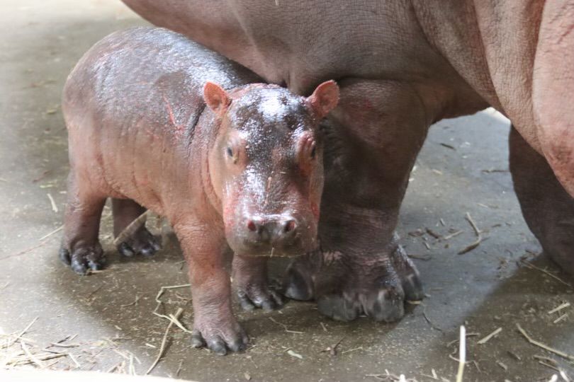 What should the Cincinnati Zoo name its new baby hippo?