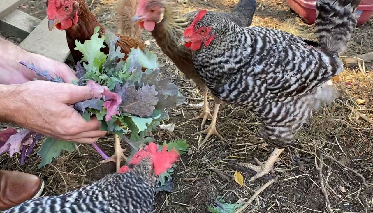 Schenectady Considering Allowing Backyard Chickens