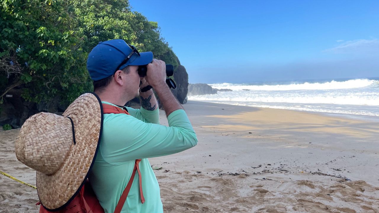 Rick Todd scans the shoreline for phones or other valuables that were swept away from people who got caught in one of the many water surges that climbed up Waimea Bay's sandy coast. (Spectrum News/Michelle Broder Van Dyke)