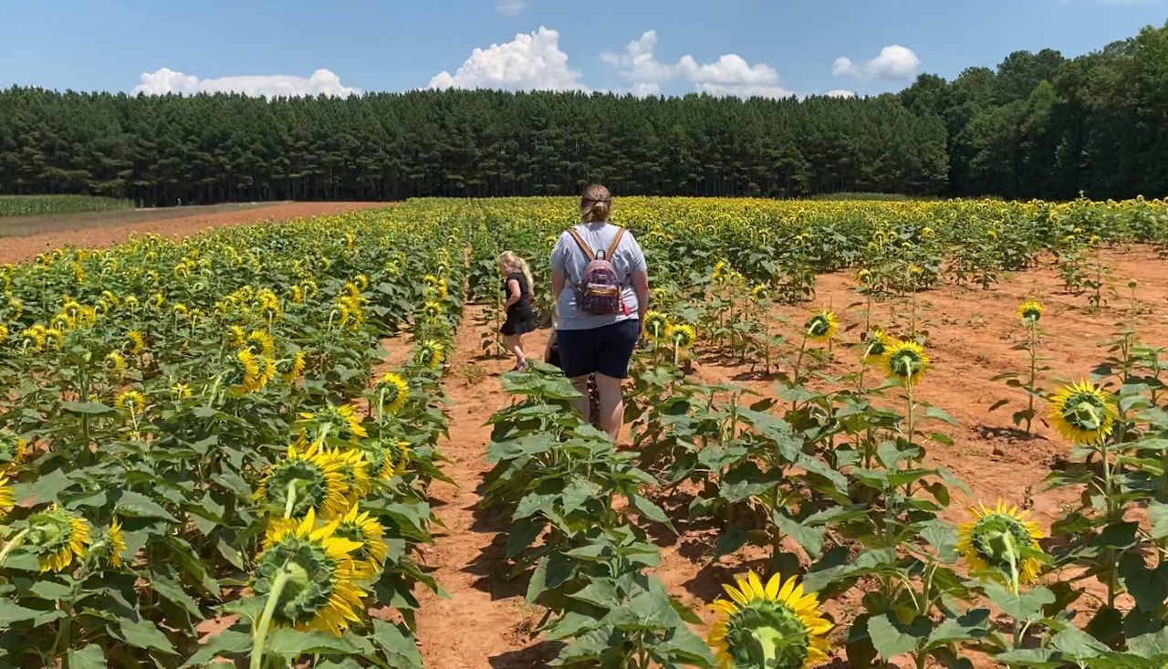 Sunflowers in South Carolina Draw Huge Crowds