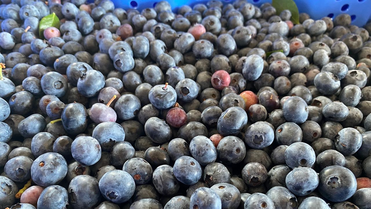 Blueberry harvest in process and recovery