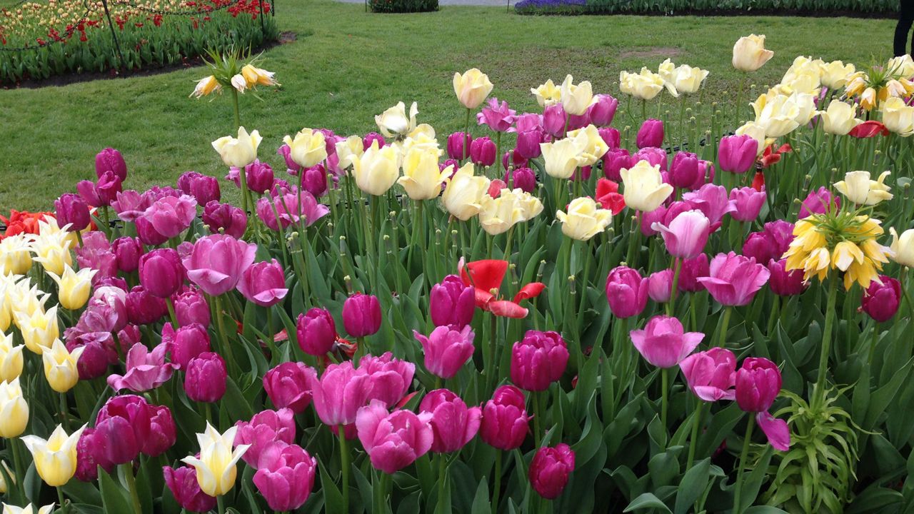 lawn with flowers