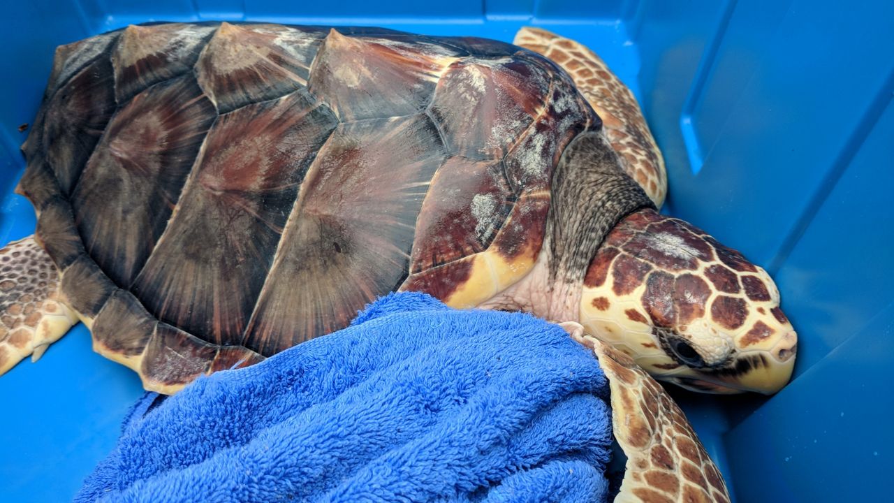 Pine Knolls Shores Aquarium Releases Turtles