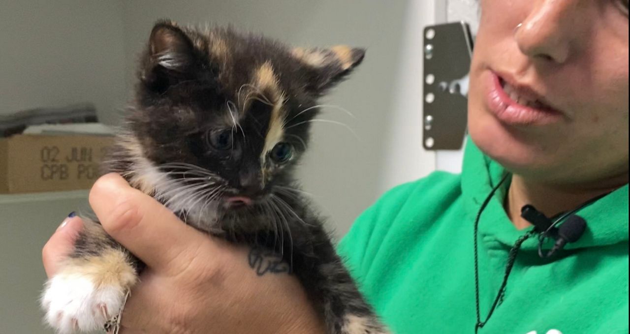 Ashley Leach holds a kitten at the Outer Banks SPCA. (Spectrum News 1/Lauren Howard)