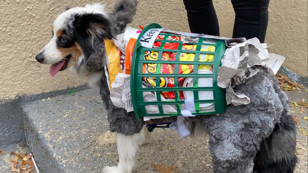 Tompkins Square Halloween Dog Parade saved by startup