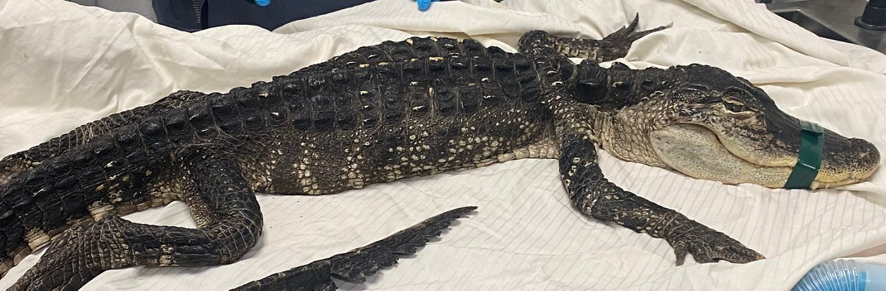 The alligator has been nicknamed Godzilla, the New York City Animal Care Center said. (Photo courtesy the New York City Animal Care Center"