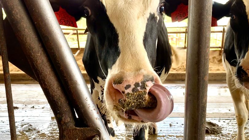 A Holstein cow at NC State's dairy farm makes a face at the camera