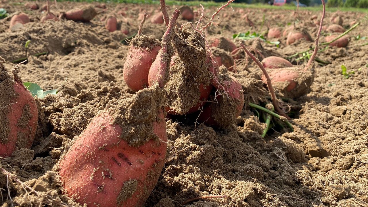 North Carolina sweet potatoes are an ideal fresh option for