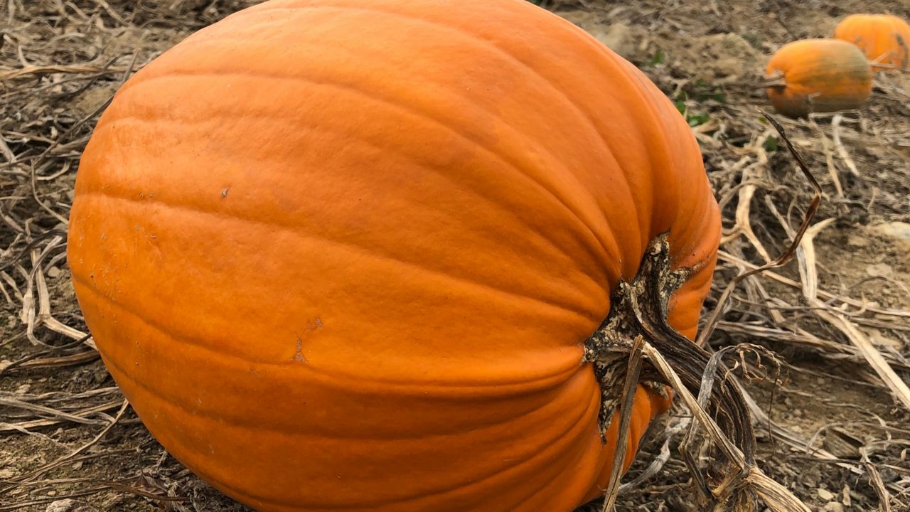 Orange County Families Keep To PreHalloween Traditions