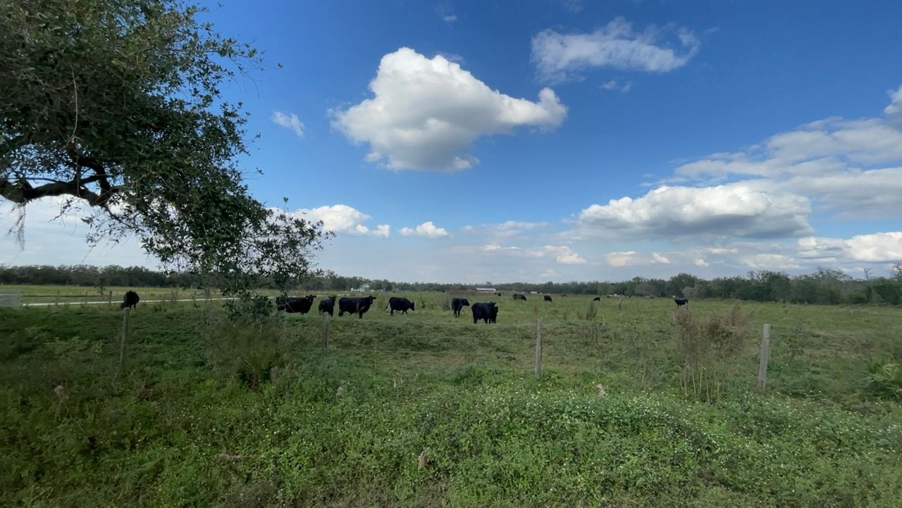 Myakka City residents rebuild fences for cattle