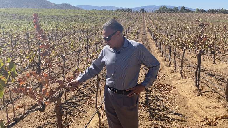 Winemaker sees drop in production due to drought - Vimarsana News