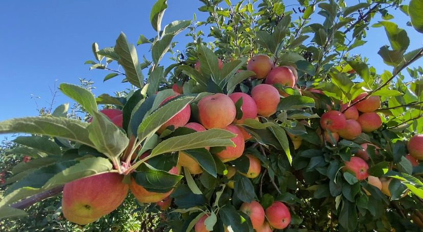 becker farms apples 