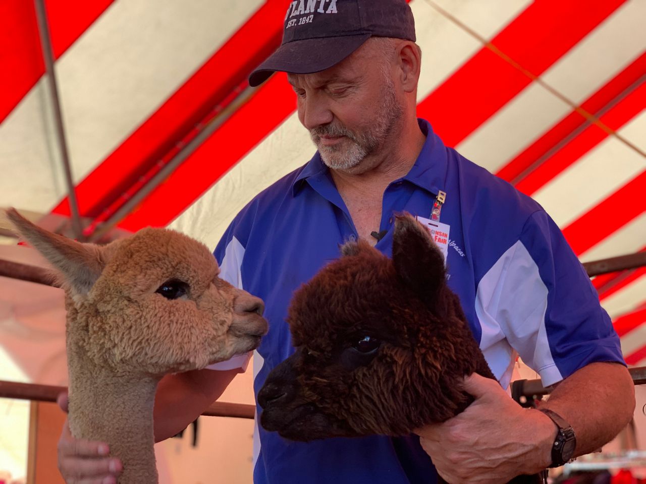 Wisconsin farm shows off alpacas at State Fair