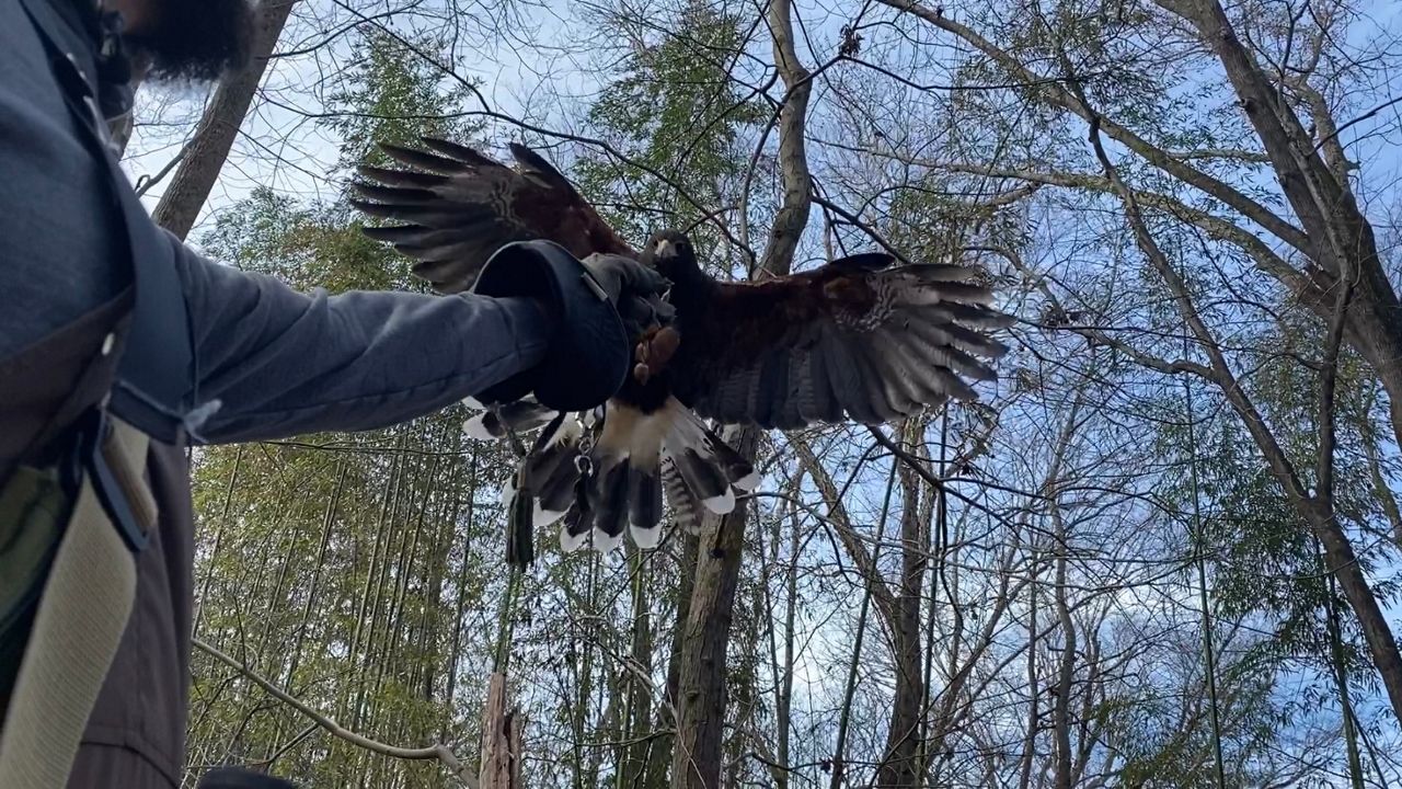 Falconry in North Carolina