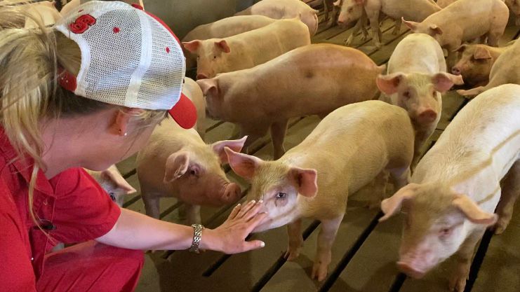 Change to permitting process encourages hog farmers