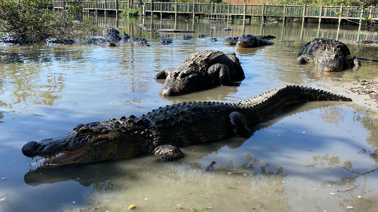 Alligator clearance