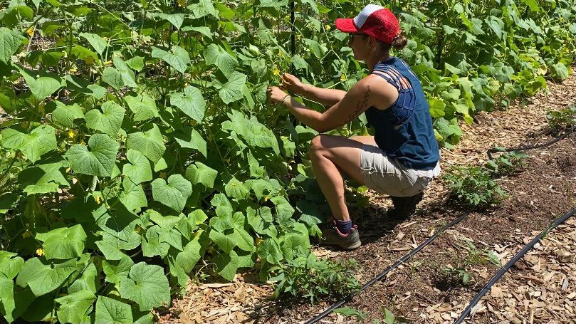 Lindy Abrams volunteers to manage the Ruff'ton Roots community garden.