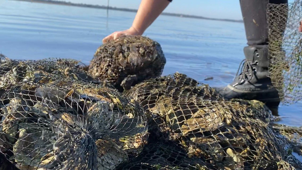 Millions of Oysters Restored to North Carolina Coast - Vimarsana News