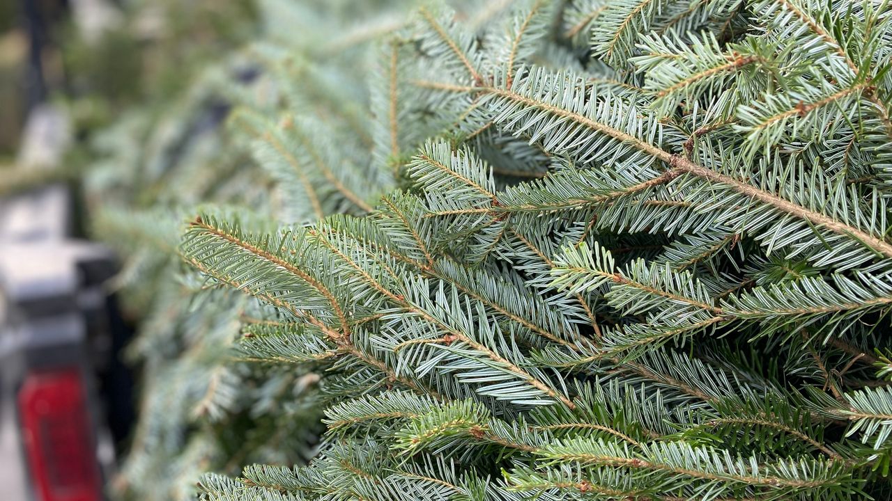 Fort Macon Christmas Trees 2022 Old Christmas Trees Helping Fight Erosion