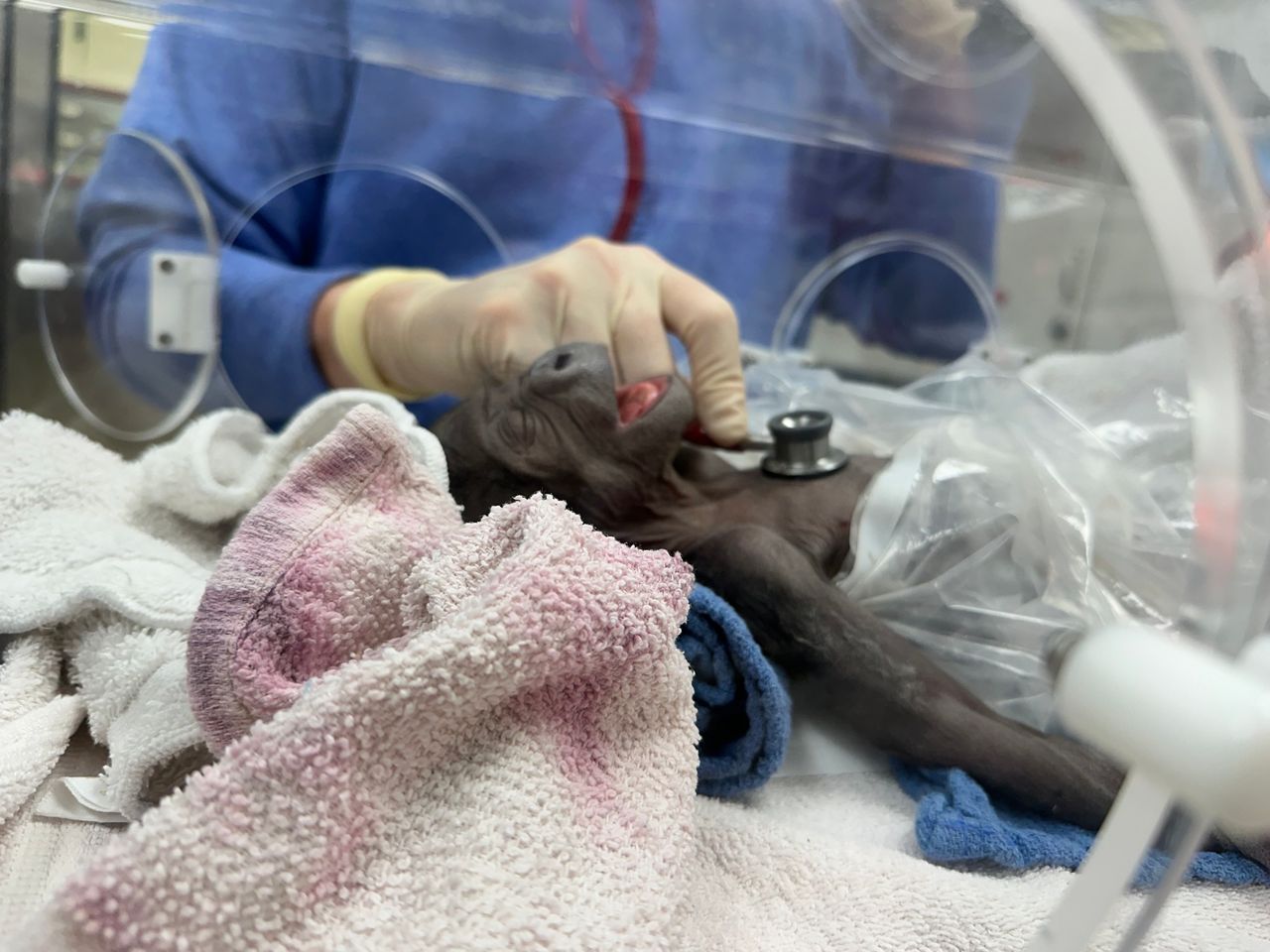 Baby Jameela during resuscitation.