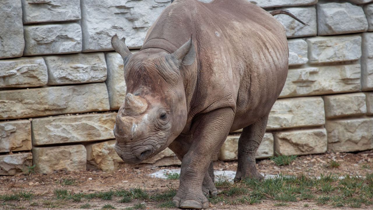 Inge the rhino. (Photo courtesy of Cleveland Metroparks Zoo)