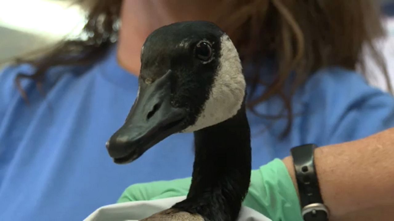Florida Wildlife Hospital Takes in 20 Animals Following Hail Storm