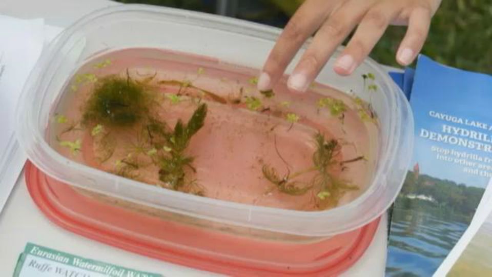 Going Green: On guard for invasive species