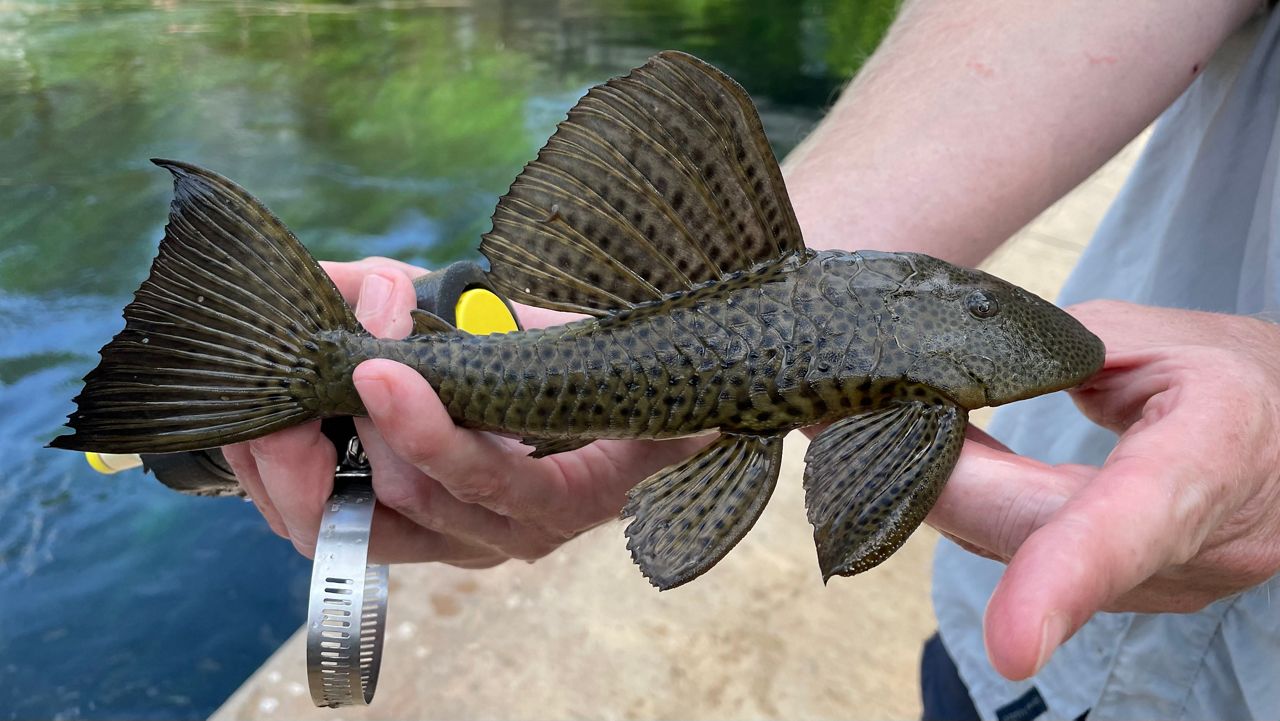 Anyone ever catch a plecostomus ?? (Sucker mouth catfish) : r/Fishing