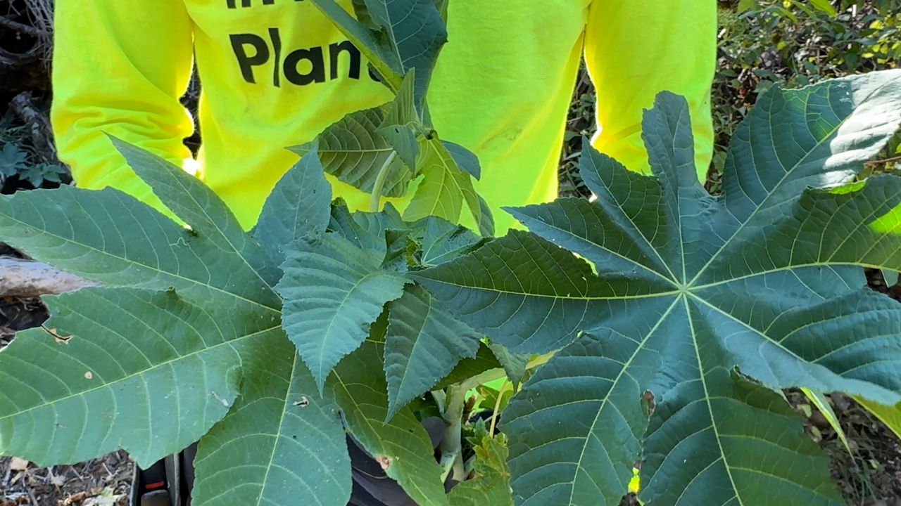 Palisades team works to remove invasive plants before winter rains