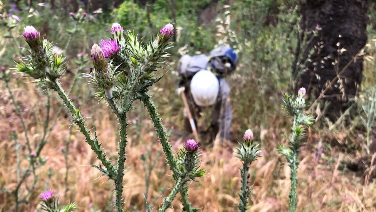 20190516 Italian Thistle