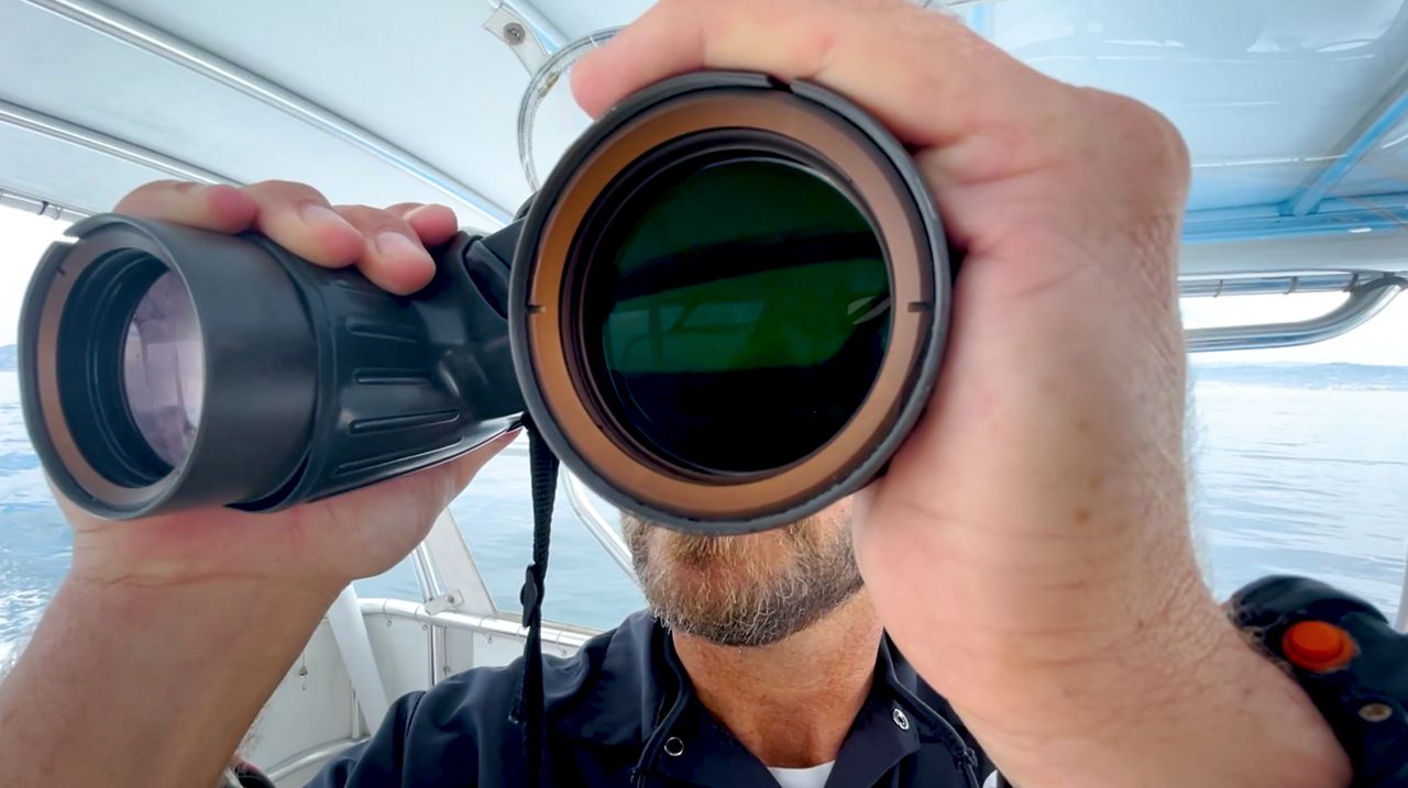SoCal oil spill devastates whale watching companies - Vimarsana News
