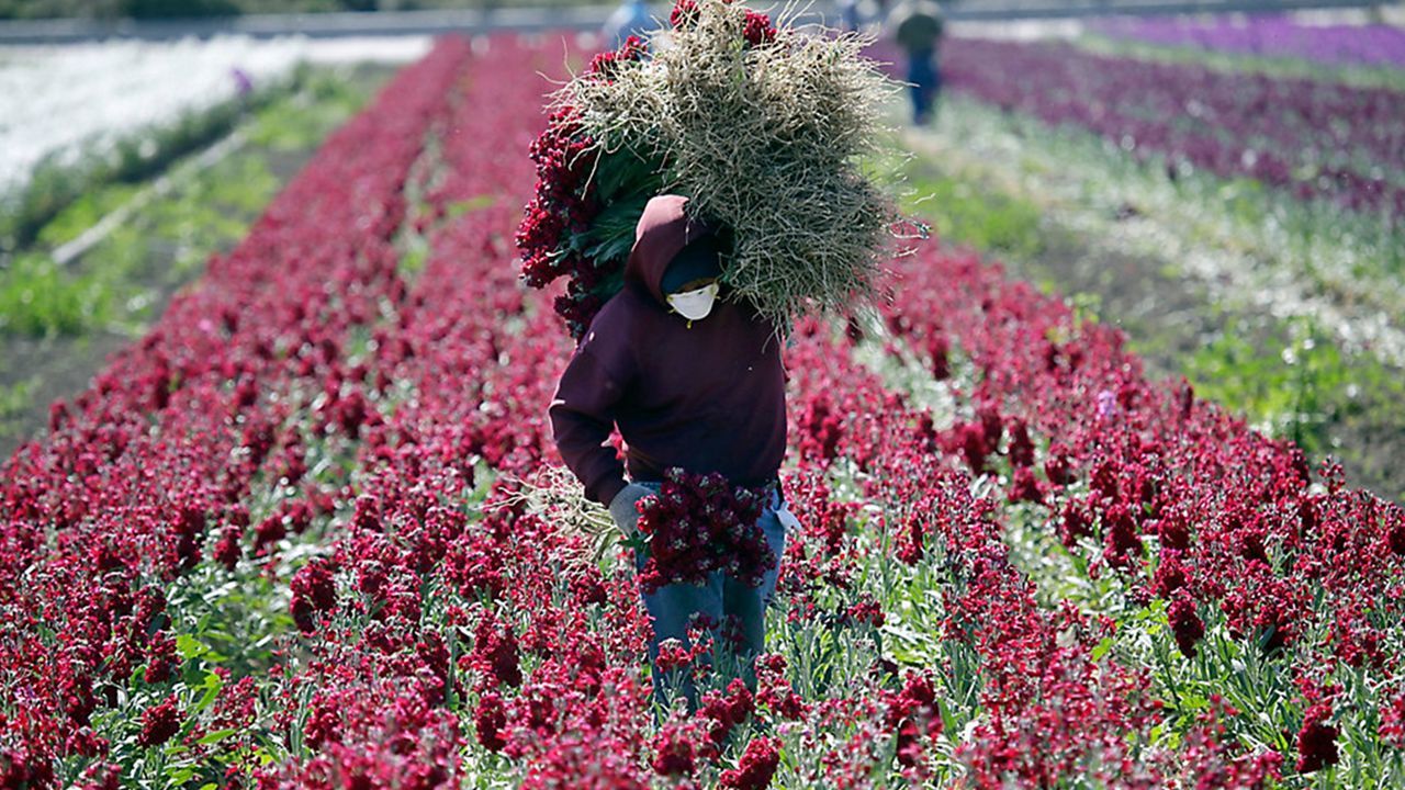 farm worker