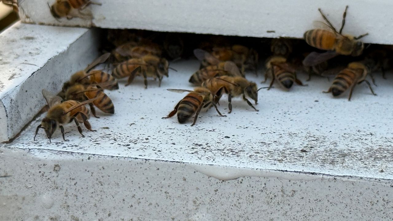 j_and_m_bee_farms_bees_fla_0717