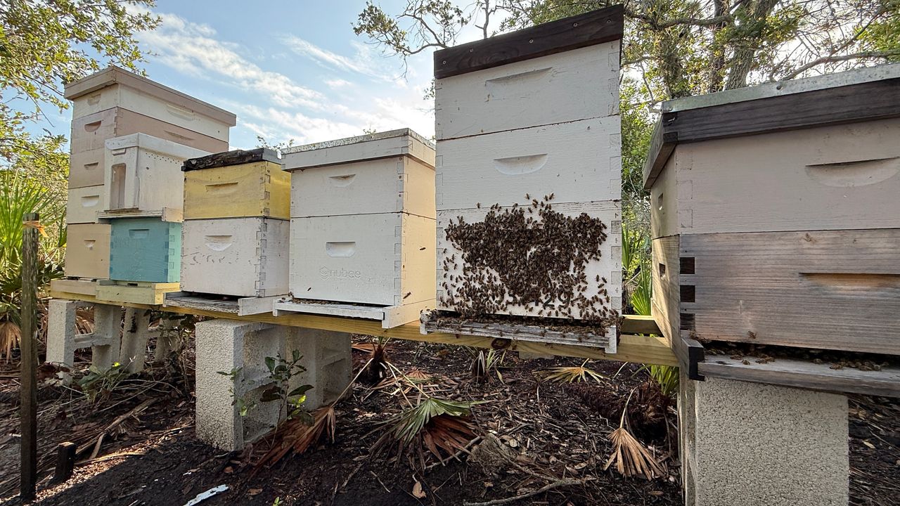 J & M Bee Farms will move its 14 colonies in Seminole mangroves to higher ground during hurricane season. (Spectrum News/Tyler O'Neill)