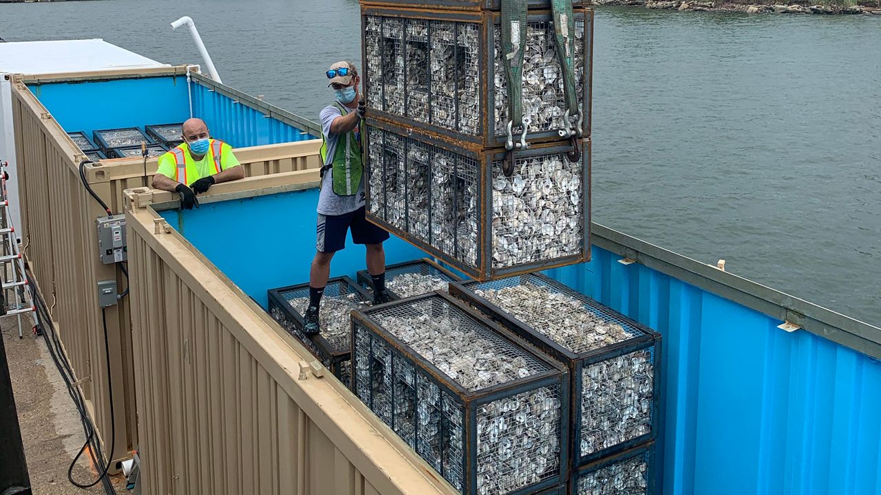 Billion Oyster Project Helps Restore Shellfish