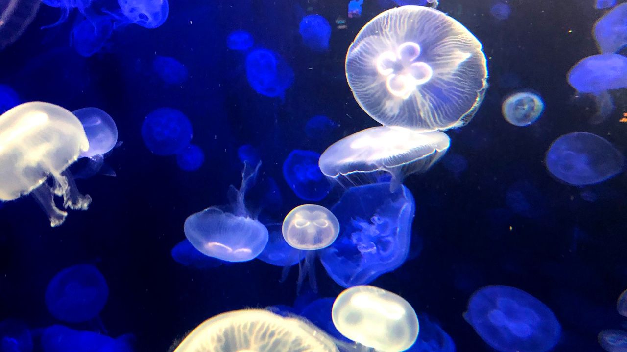 New Exhibit Visitors as New York Aquarium Reopens