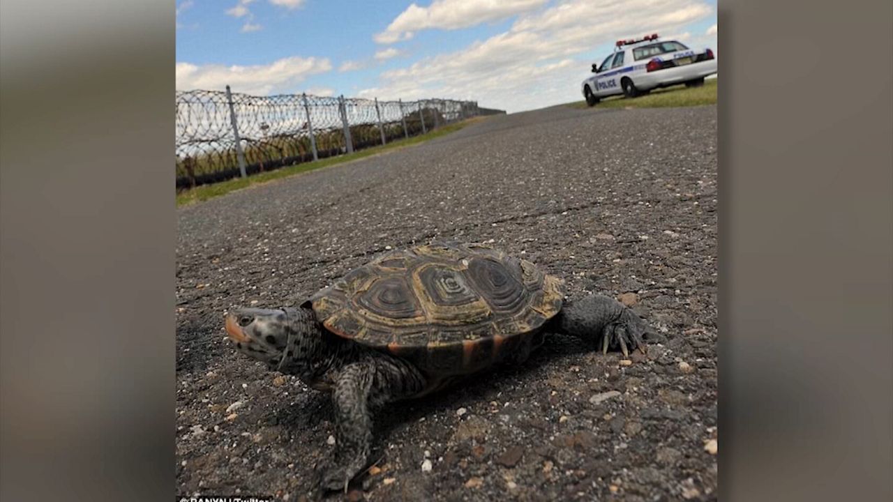 turtle
