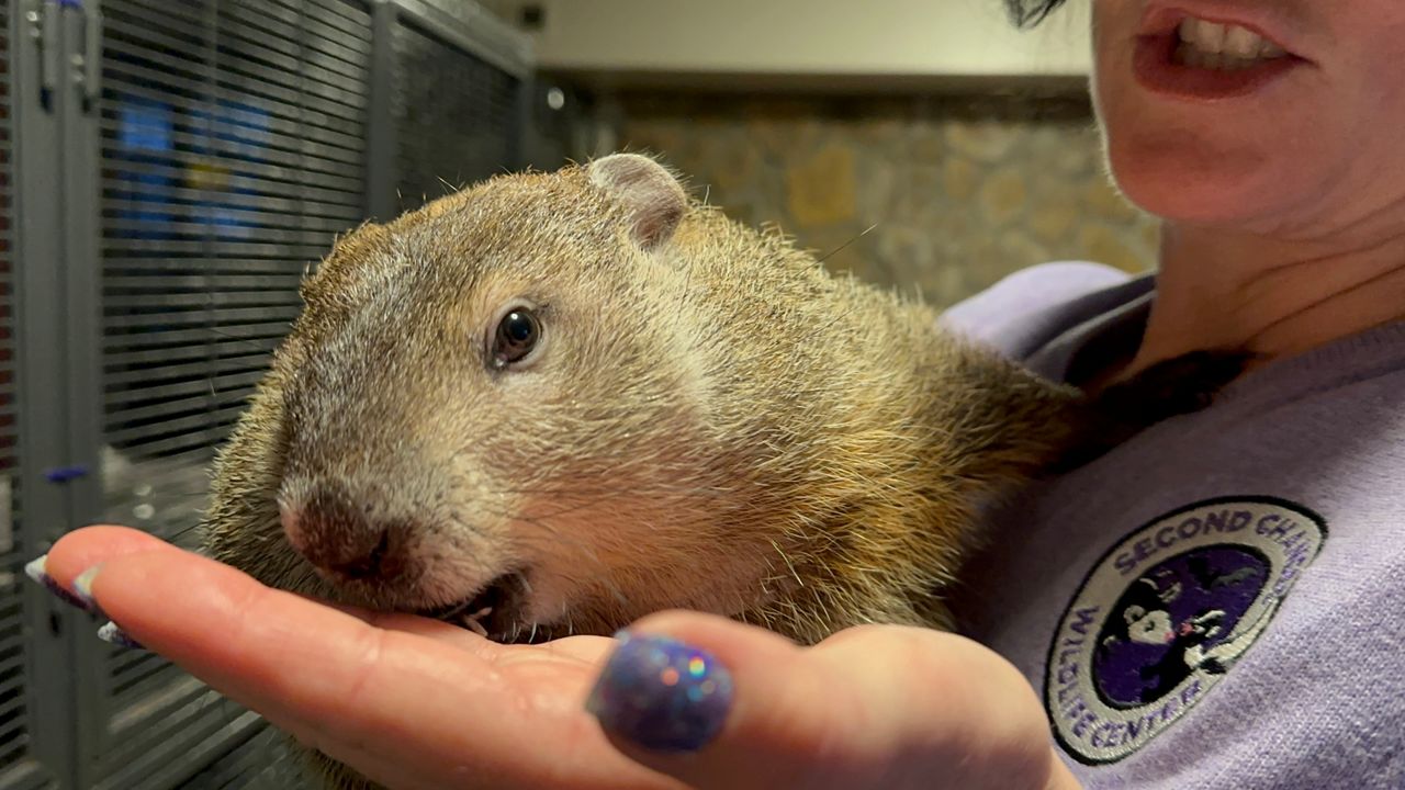 Second chances wildlife center's Groundhog Day