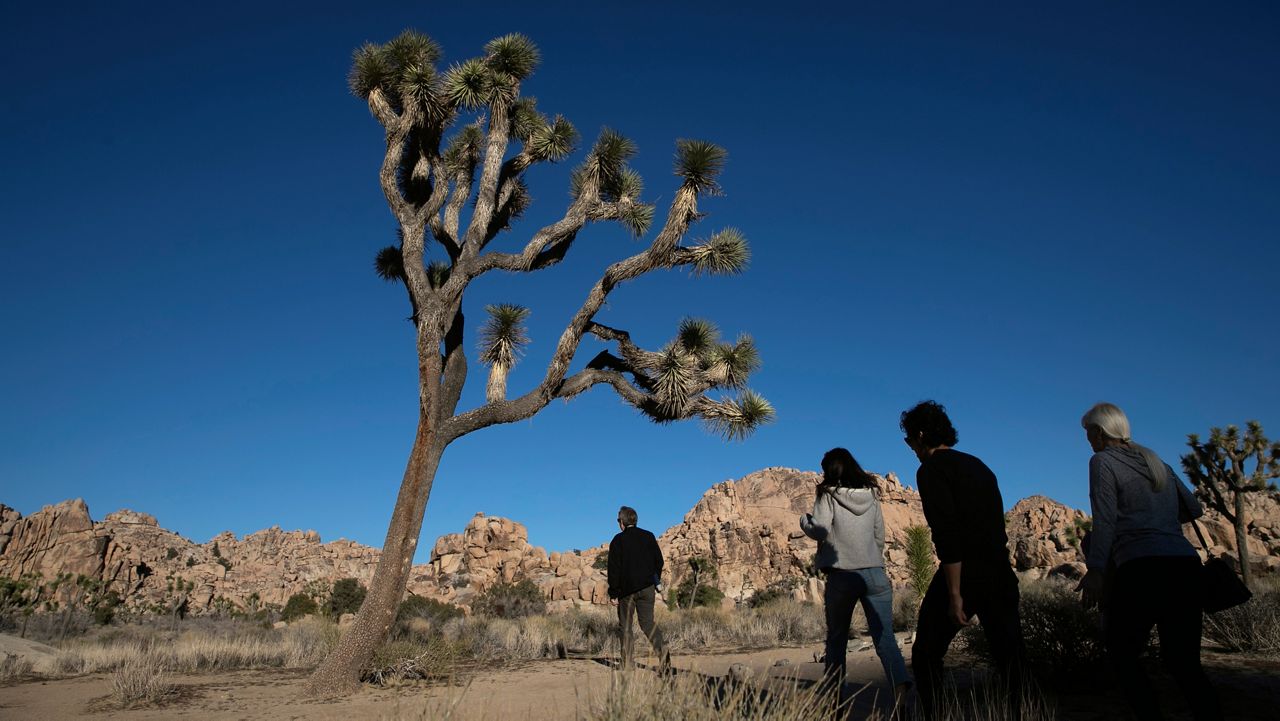 FILE - In this Jan. 10, 2019 photo, people visit Joshua Tree National Park in Southern California's Mojave Desert. (AP Photo/Jae C. Hong,File)