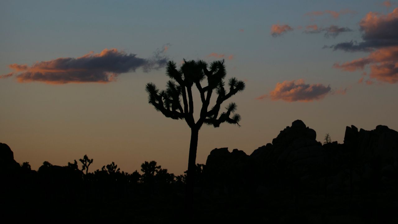 A Joshua tree is silhouetted against the sky at Joshua Tree National Park in California on May 19, 2020. (AP Photo/Jae C. Hong, File)