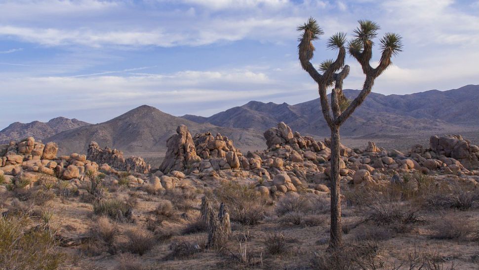 Joshua Tree National Park reopened to the public on Sunday, although many of its campsites remain closed.