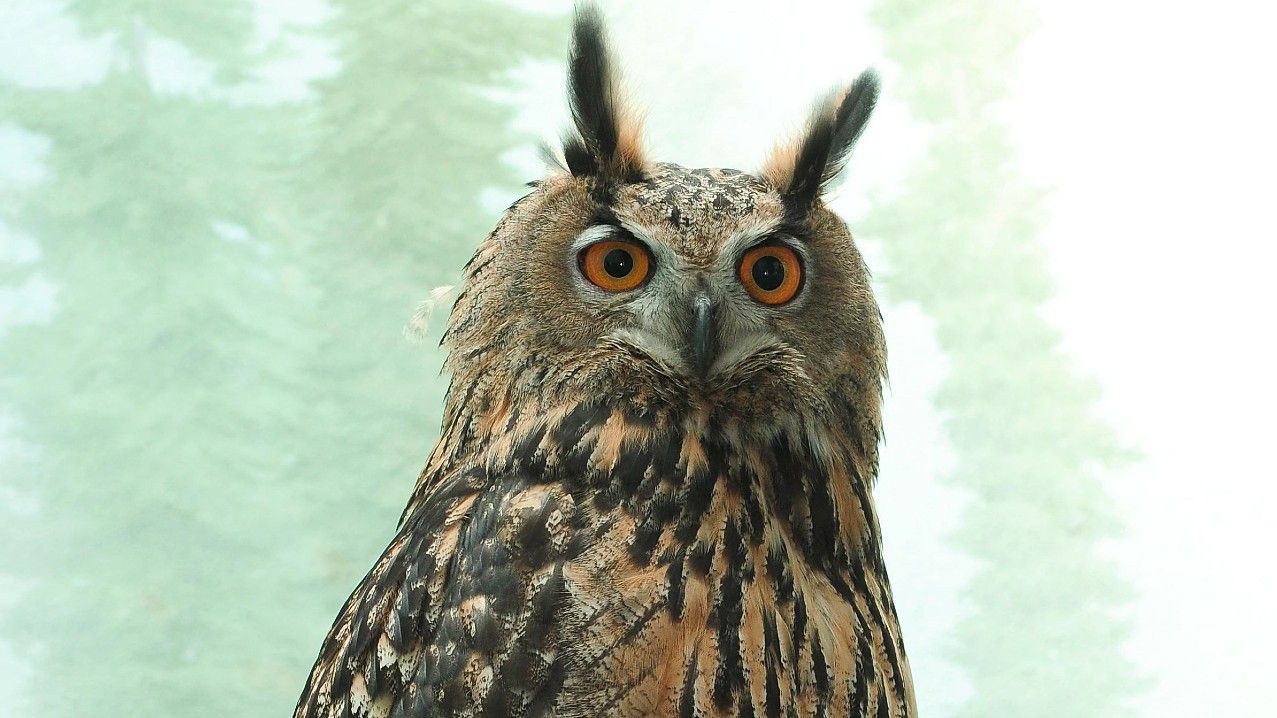The Eurasian eagle-owl is pictured.