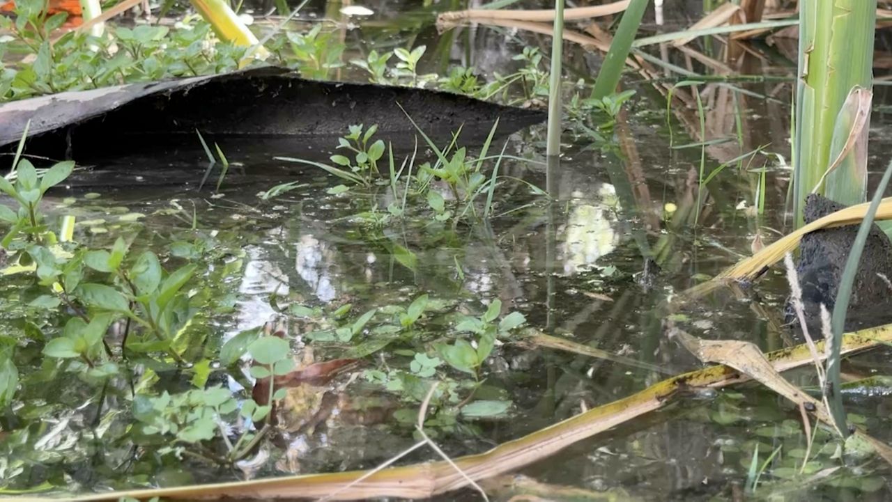 Water reuse project sparks debate over San Pascual Park