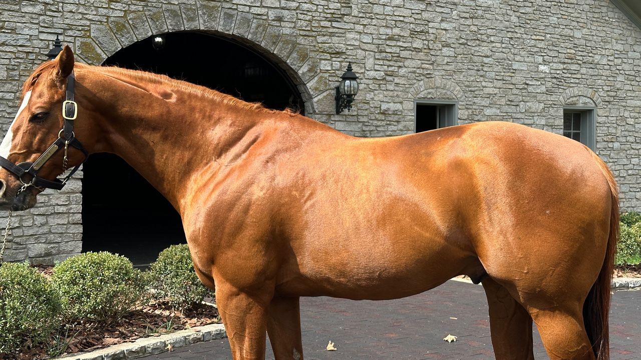 Breeding the next triple crown winner; American Pharoah & Justify reside in KY