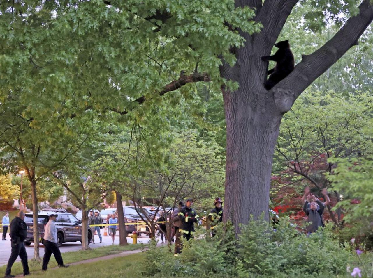 A groggy bear immobilized with a tranquilizer lies a tree in the front yard of a home in Richmond Heights, Mo., Sunday, May 9, 2021. Area fire departments and police assisted the Missouri Department of Conservation, who tranquilized the bear, to help get the bear out of the tree. (David Carson/St. Louis Post-Dispatch via AP)