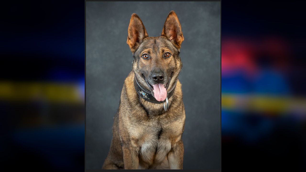 Marion County Sheriff's Office K-9 'Leo,' a dog that sustained injures Saturday during a shootout, according to authorities. (Marion County Sheriff's Office)