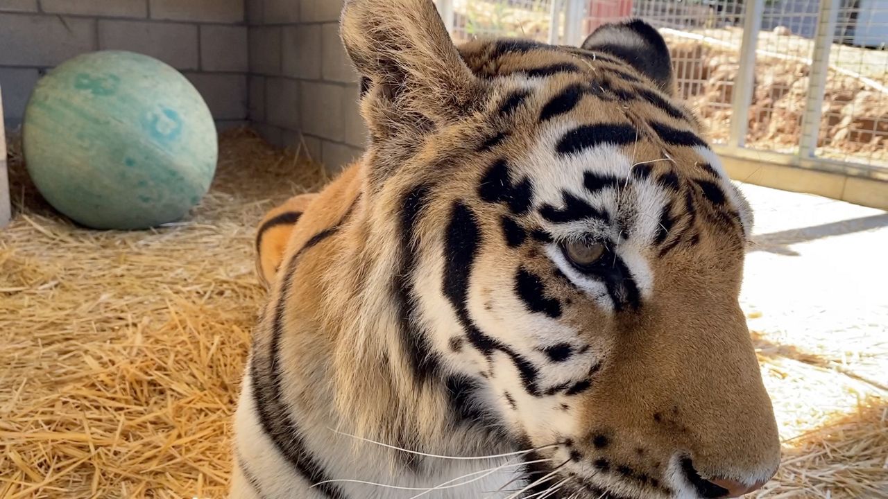 SoCal sanctuary helps rescue exotic big cats in Oklahoma