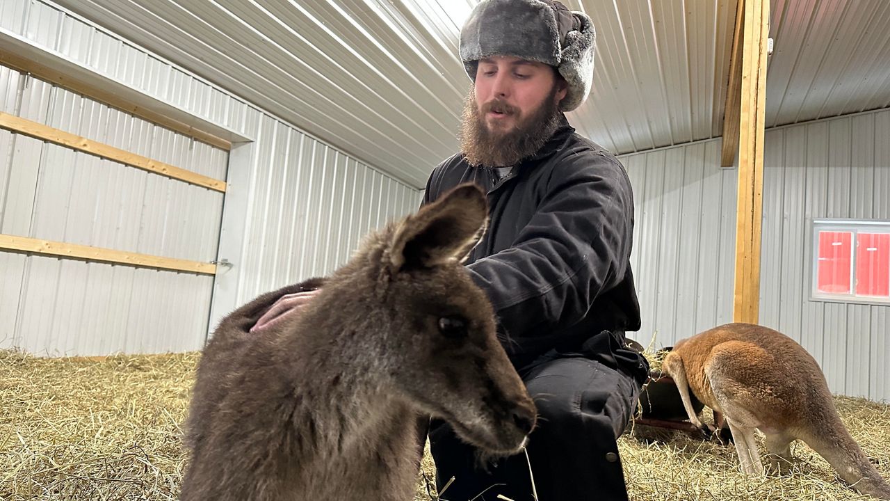 Kentucky kangaroos in the cold How do they survive?