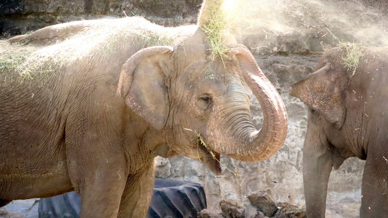 Karen the Asian Elephant. (San Antonio Zoo Facebook)